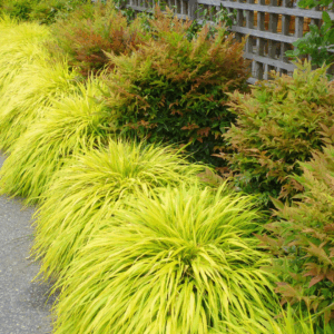 All Gold Japanese Forest Grass