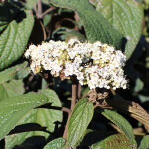 Alleghany Leatherleaf Viburnum