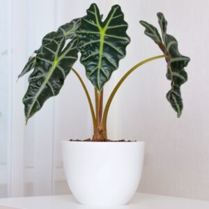 Alocasia Amazonica Polly