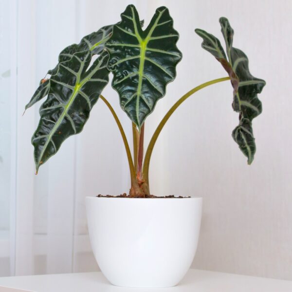 Alocasia Amazonica Polly in a white pot