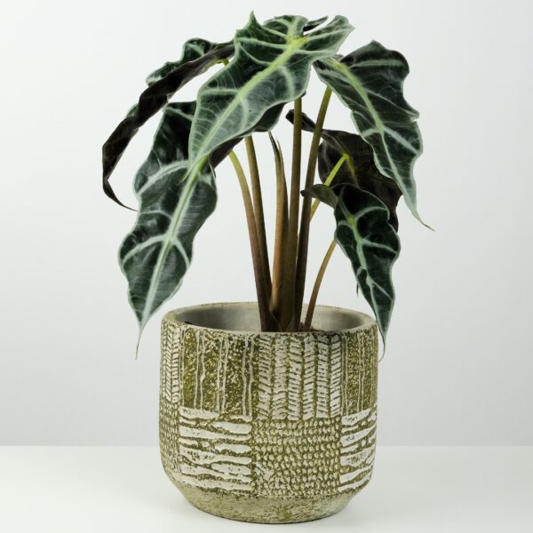 Alocasia Amazonica Polly in a textured pot