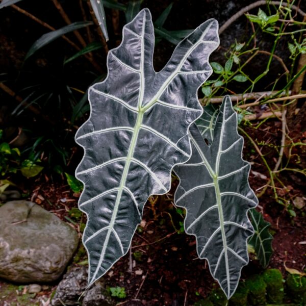 Alocasia Amazonica Polly leaves