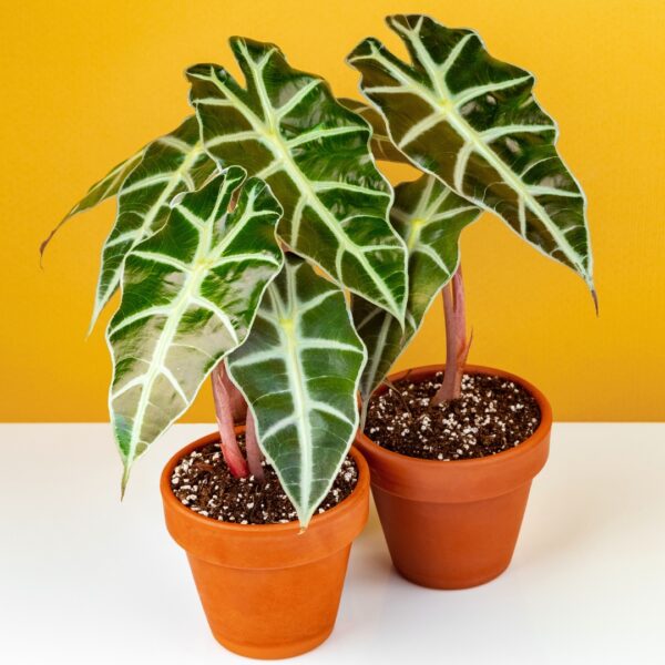 two Alocasia Amazonica Polly in terra cotta pots