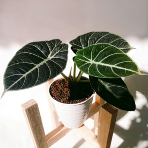 Alocasia Black Velvet