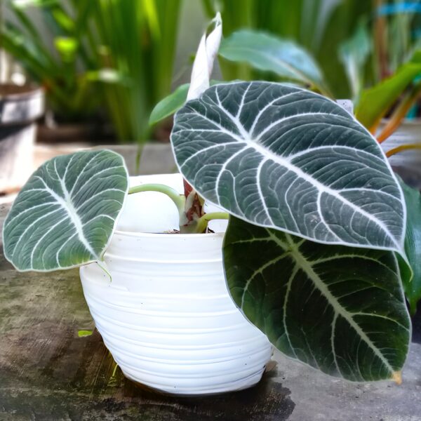 Alocasia Black Velvet leaves