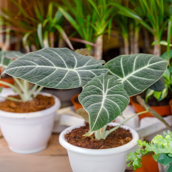 group of Alocasia Black Velvet