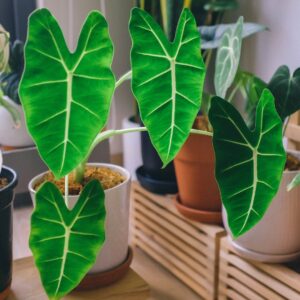 Alocasia Frydek