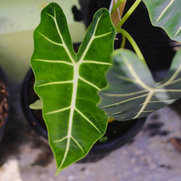 Alocasia Frydek leaf