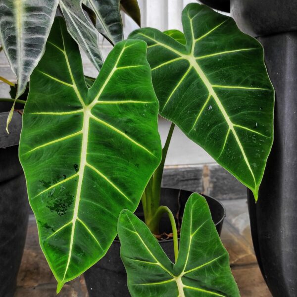 Alocasia Frydek foliage