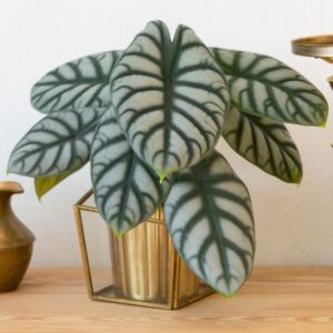 Alocasia Silver Dragon