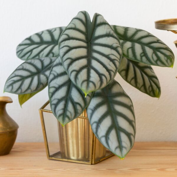 Alocasia Silver Dragon in a gold pot