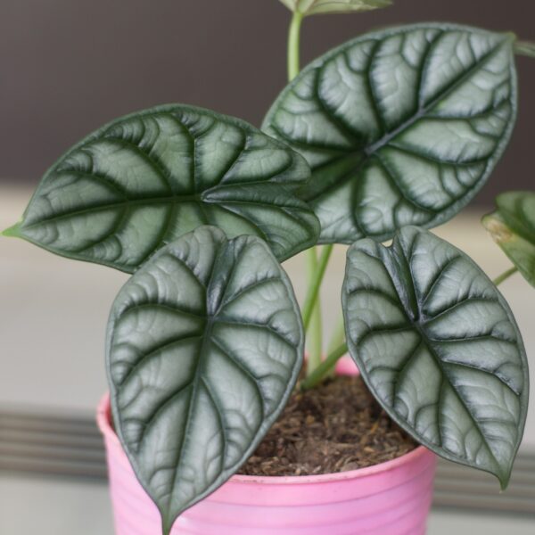 Alocasia Silver Dragon in a pink pot