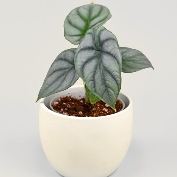 Alocasia Silver Dragon in a cream pot