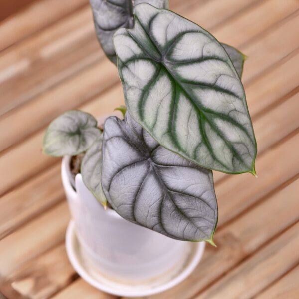 Alocasia Silver Dragon in a white pot