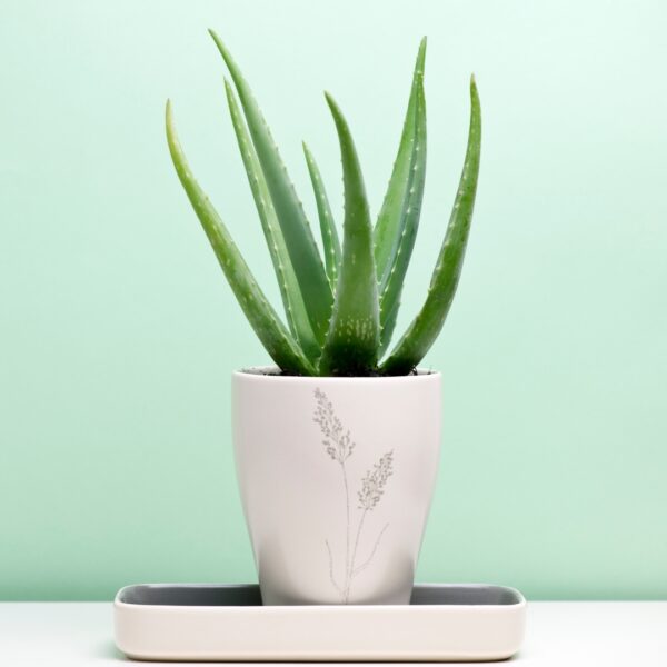 Aloe in a white pot