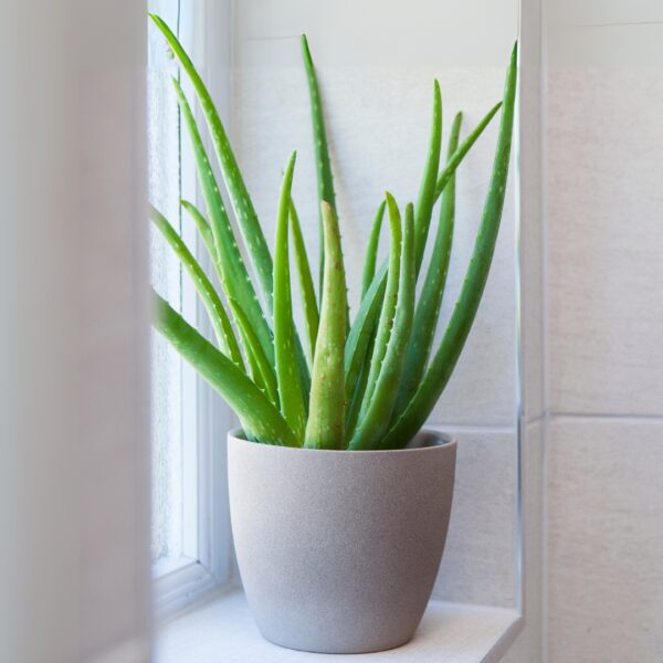 Aloe Vera in a grey pot