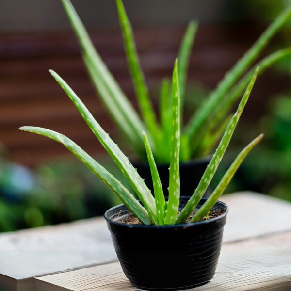 Aloe Vera in a black pot