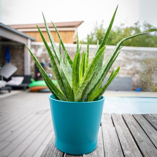 Aloe Vera in a blue pot