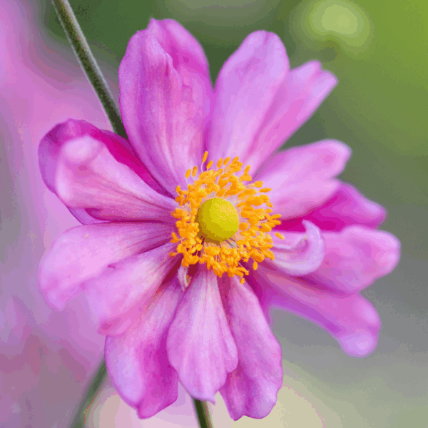 Anemone Pocahontas - Image 2