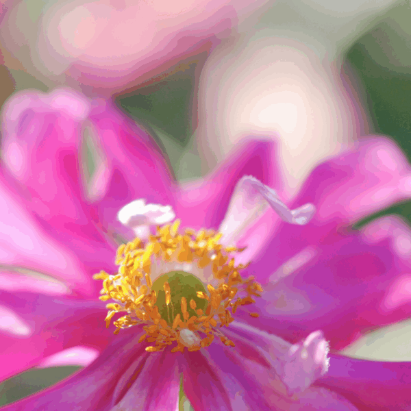 Anemone Pocahontas - Image 3