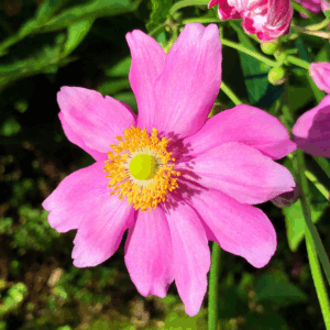 Anemone Pamina