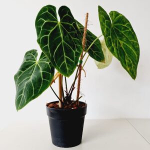 Anthurium Magnificum