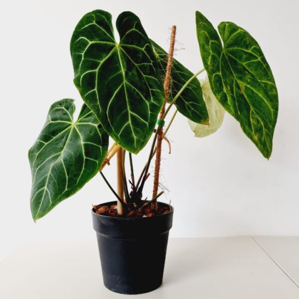 Anthurium Magnificum