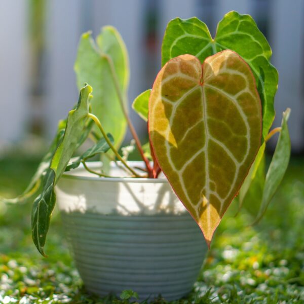 Anthurium Magnificum young