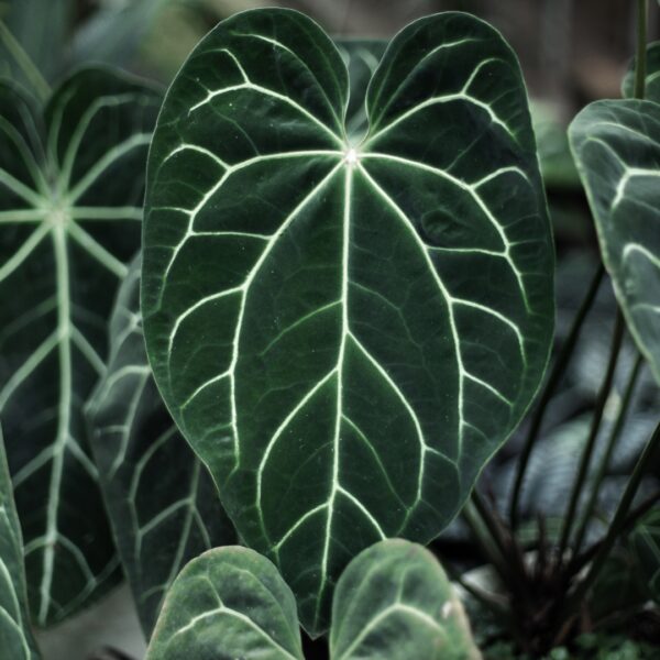 Anthurium Magnificum leaf