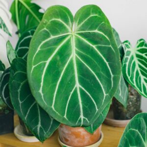 Anthurium Villenaorum