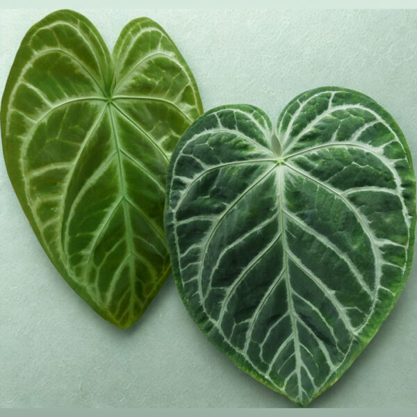 Anthurium Villenaorum leaves