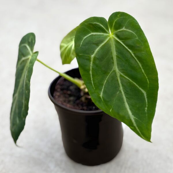 Anthurium Villenaorum young