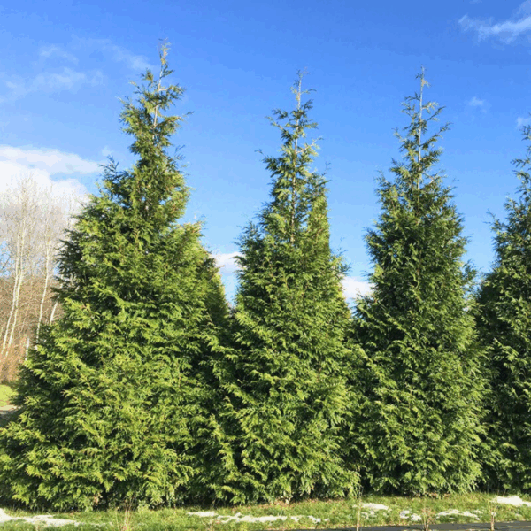 Arborvitae 'Spring Grove'