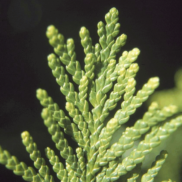 Arborvitae 'Spring Grove' - Image 2