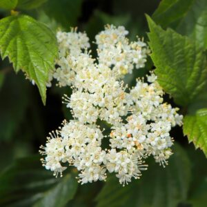 Arrowwood Viburnum
