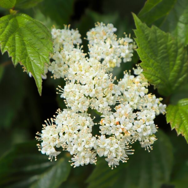 Arrowwood Viburnum flower