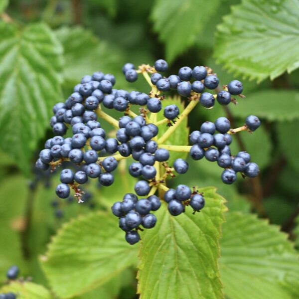 Arrowwood Viburnum berries