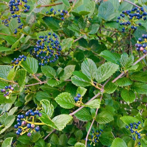 Arrowwood Viburnum group of berries