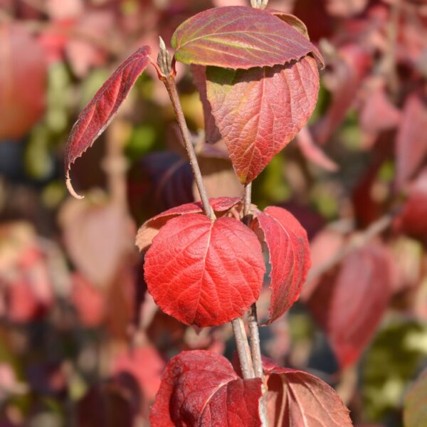 Arrowwood Viburnum fall color