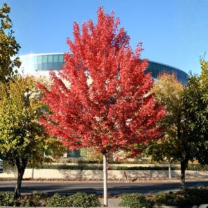 Autumn Blaze Red Maple