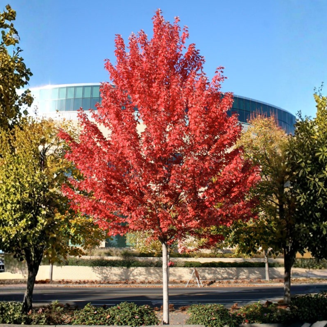 Autumn Blaze Red Maple