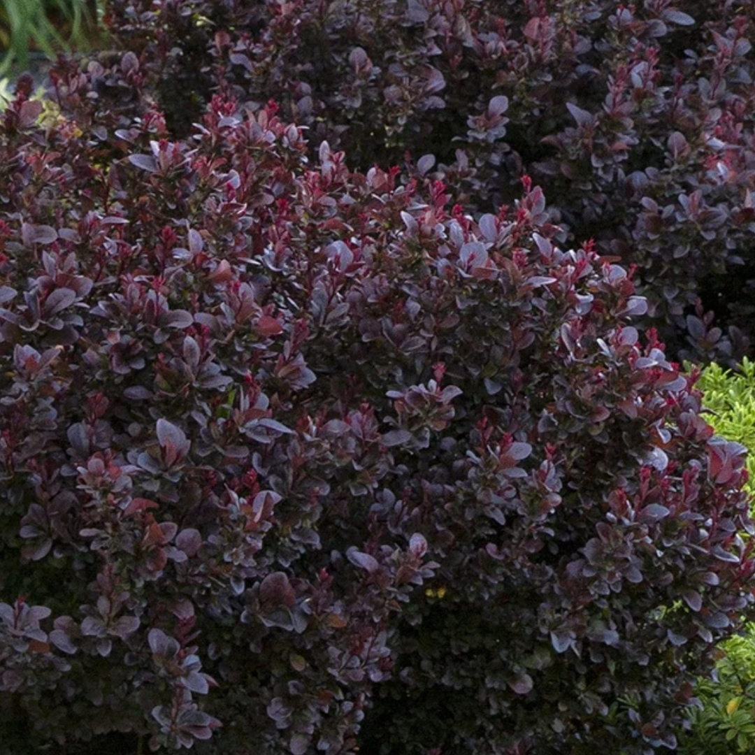 Barberry Concorde foliage