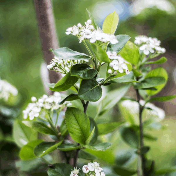 Black Chokeberry - Image 3