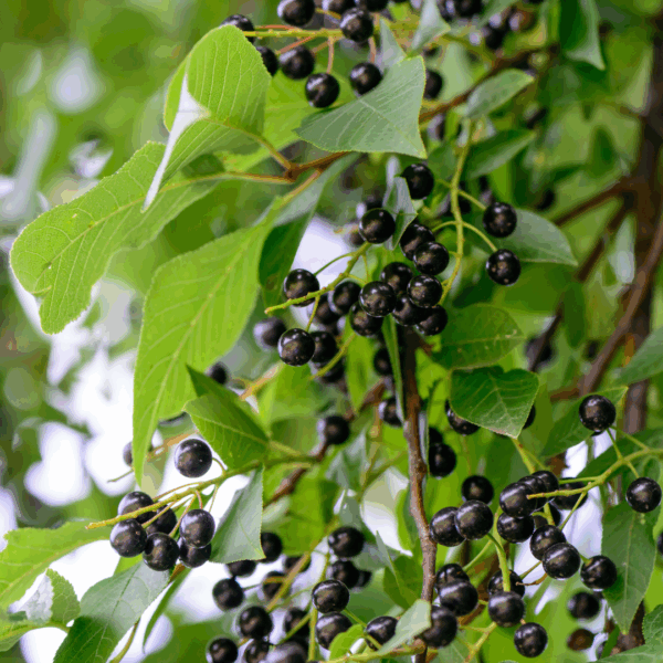 Black Chokeberry - Image 2