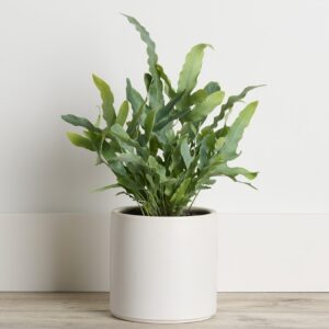Blue Star Fern