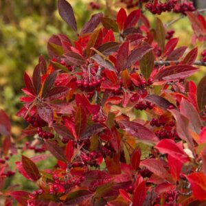 Brilliant Red Chokeberry