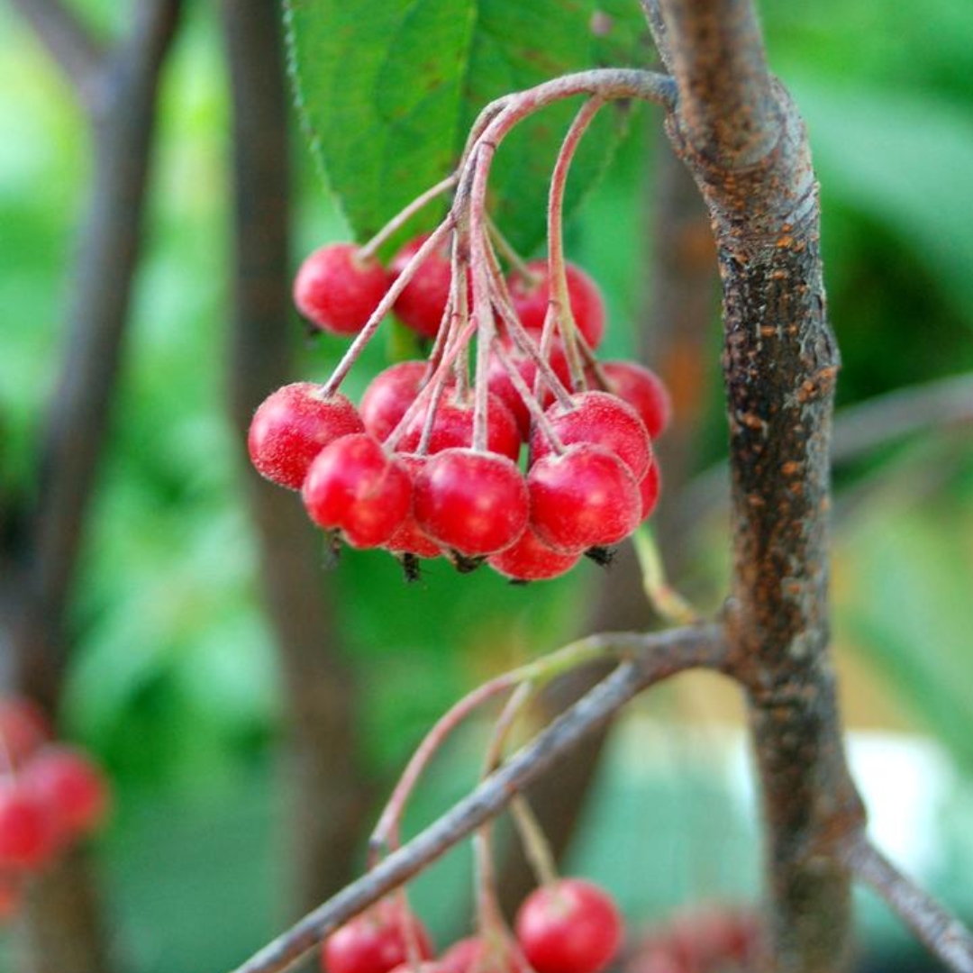 Brilliant Red Chokeberry red berries