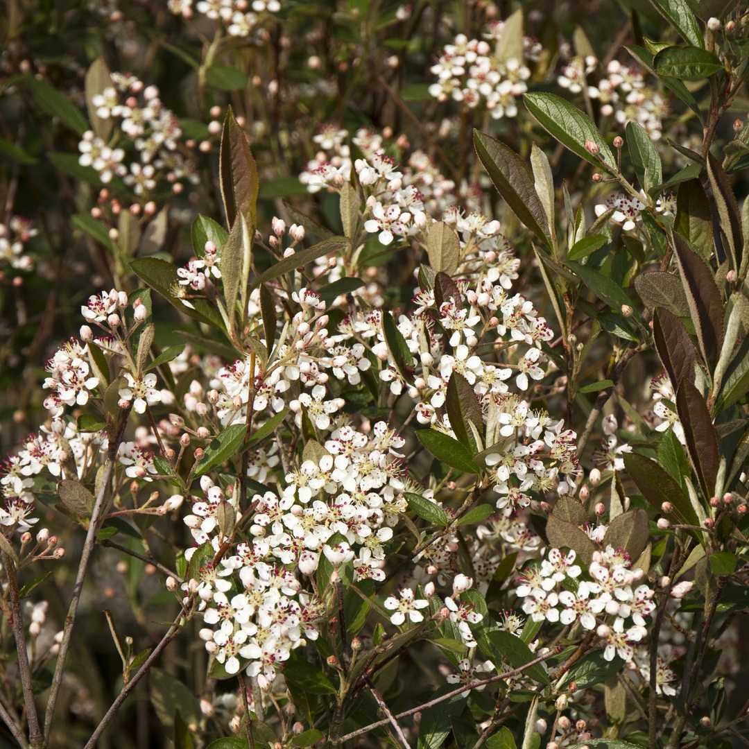 Brilliant Red Chokeberry in the spring