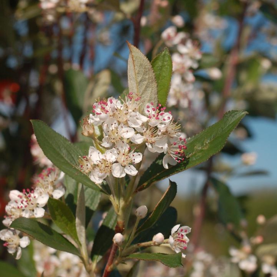 Brilliant Red Chokeberry spring flowers