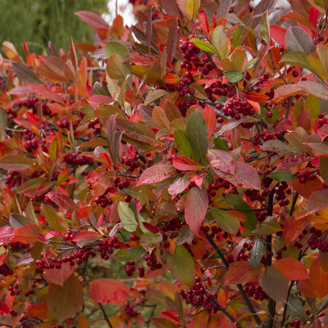 Brilliant Red Chokeberry full of fall berries